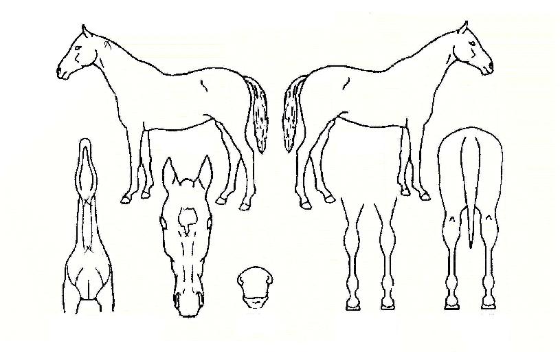 ��󽺹���� ����,���,�޸�,�λ�,�ٸ��� Ư¡����