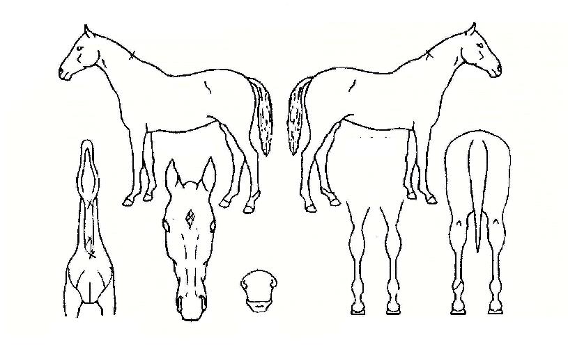 ��Ƽ��õ�� ����,���,�޸�,�λ�,�ٸ��� Ư¡����