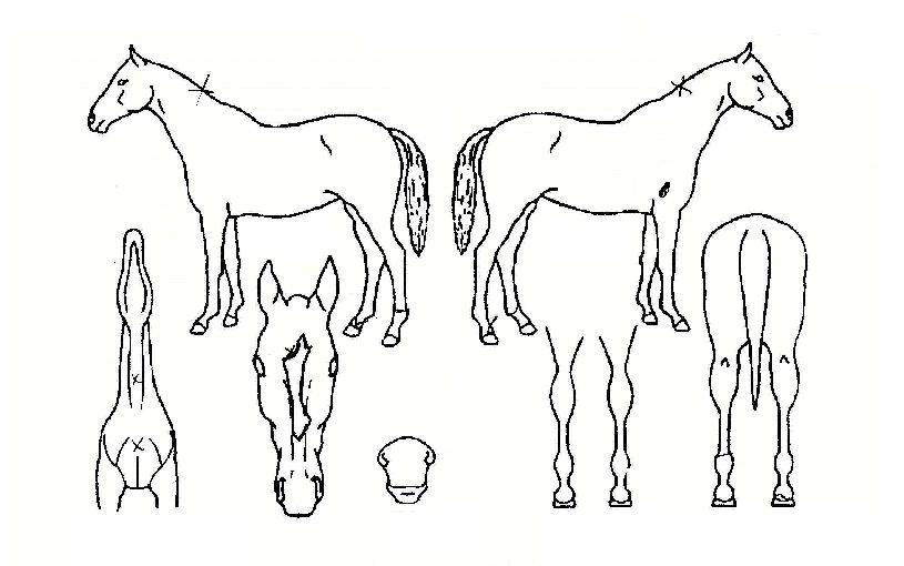 ¹«ÆÐ½Â¸®ÀÇ Ãø¸é,¿ì¸é,µÞ¸é,µÎ»ó,´Ù¸®ÀÇ Æ¯Â¡µµÇØ