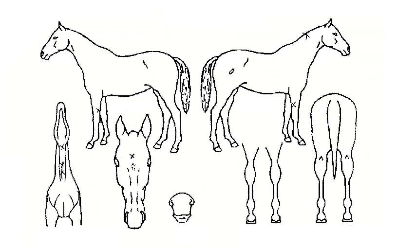 ´ç´ëº¹ÀÇ Ãø¸é,¿ì¸é,µÞ¸é,µÎ»ó,´Ù¸®ÀÇ Æ¯Â¡µµÇØ