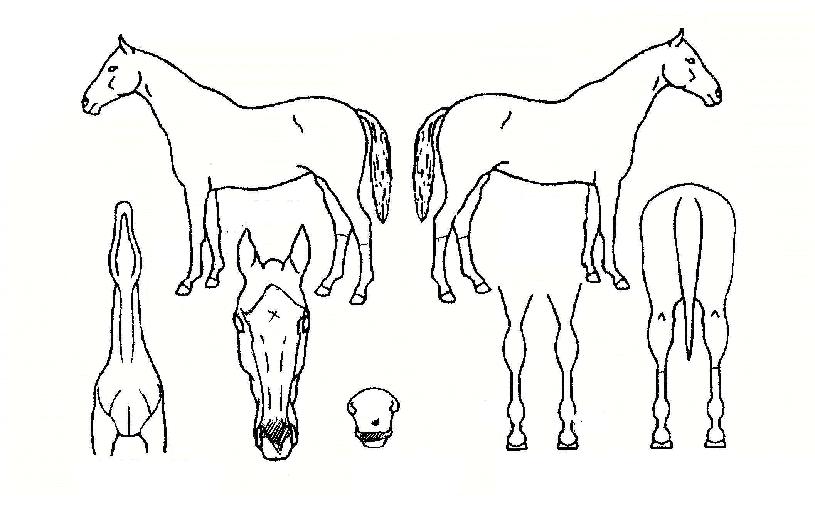 ½ºÇöóÀ̽ºÀÇ Ãø¸é,¿ì¸é,µÞ¸é,µÎ»ó,´Ù¸®ÀÇ Æ¯Â¡µµÇØ