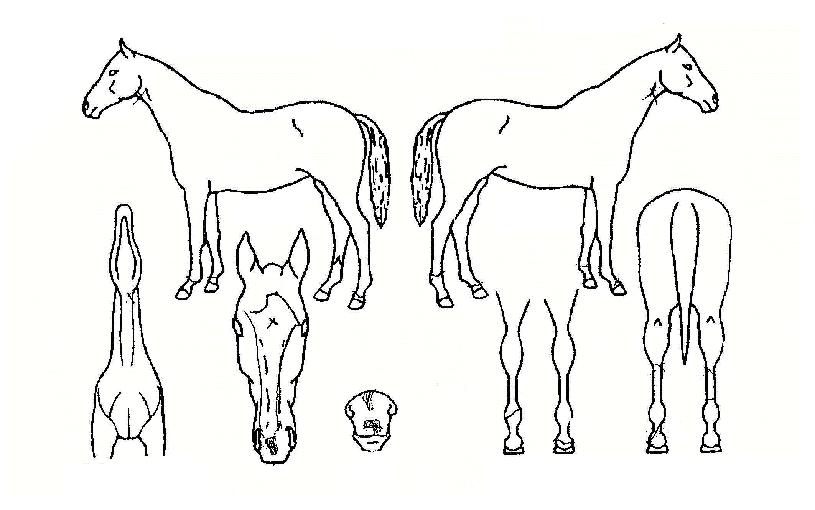 ���Ͼ�� ����,���,�޸�,�λ�,�ٸ��� Ư¡����