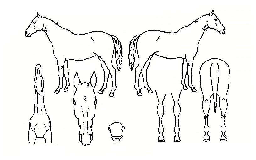 ���ָӴ��� ����,���,�޸�,�λ�,�ٸ��� Ư¡����