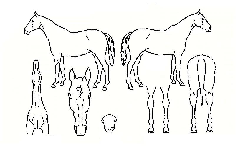 ¿ì½ÂÄܼƮÀÇ Ãø¸é,¿ì¸é,µÞ¸é,µÎ»ó,´Ù¸®ÀÇ Æ¯Â¡µµÇØ