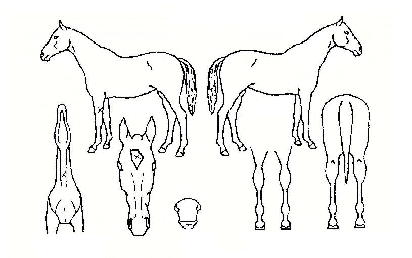 µ¶°íºÒÆÐÀÇ Ãø¸é,¿ì¸é,µÞ¸é,µÎ»ó,´Ù¸®ÀÇ Æ¯Â¡µµÇØ