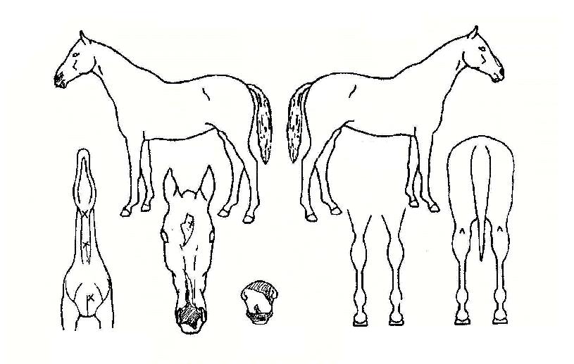 ÇÏÀ̺ñÀüÀÇ Ãø¸é,¿ì¸é,µÞ¸é,µÎ»ó,´Ù¸®ÀÇ Æ¯Â¡µµÇØ