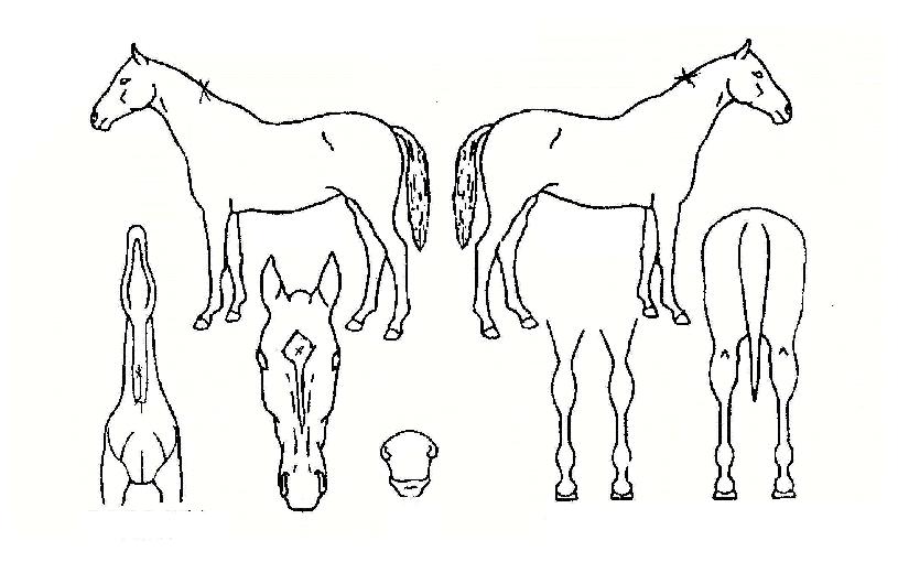 �ÿ���������� ����,���,�޸�,�λ�,�ٸ��� Ư¡����