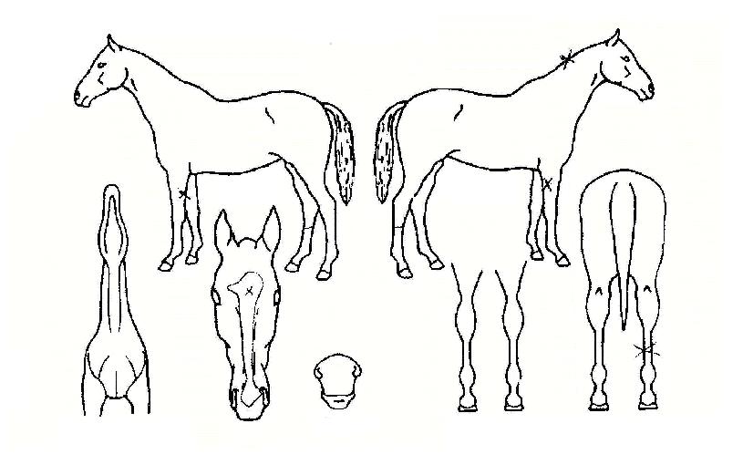 ����¡����� ����,���,�޸�,�λ�,�ٸ��� Ư¡����