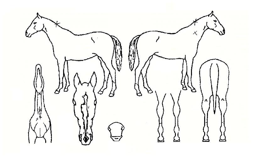 �ǰܿ����� ����,���,�޸�,�λ�,�ٸ��� Ư¡����