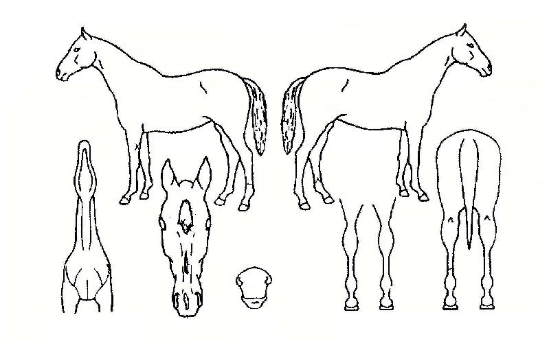 ���Ư���� ����,���,�޸�,�λ�,�ٸ��� Ư¡����