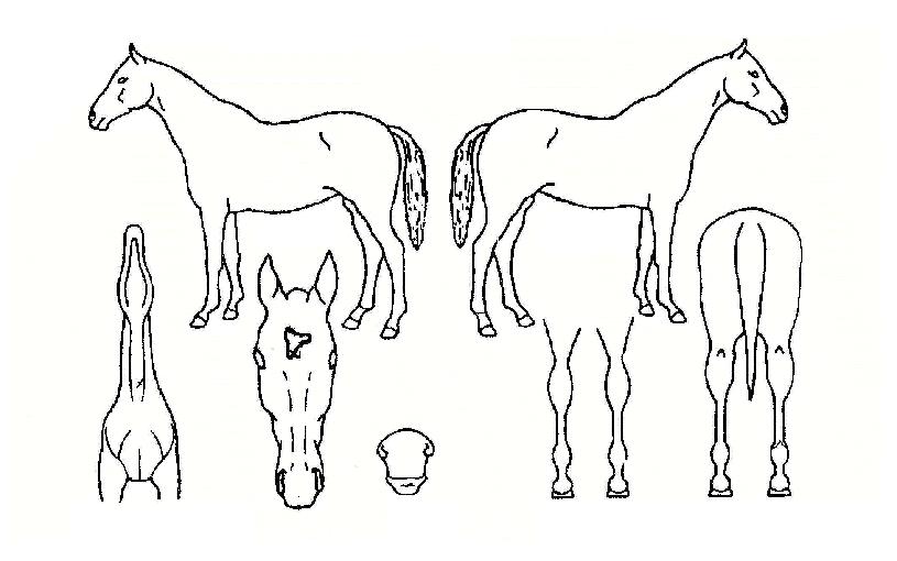 ���尡��Ͻ��� ����,���,�޸�,�λ�,�ٸ��� Ư¡����