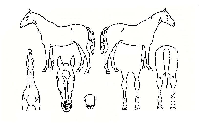 �۷θ�������� ����,���,�޸�,�λ�,�ٸ��� Ư¡����