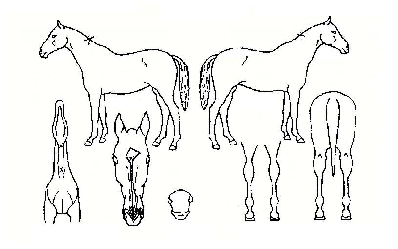 õÇϱº¸²ÀÇ Ãø¸é,¿ì¸é,µÞ¸é,µÎ»ó,´Ù¸®ÀÇ Æ¯Â¡µµÇØ