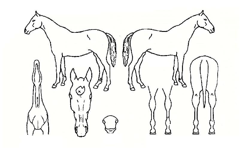 ´ë½Â¿ÕÀÇ Ãø¸é,¿ì¸é,µÞ¸é,µÎ»ó,´Ù¸®ÀÇ Æ¯Â¡µµÇØ