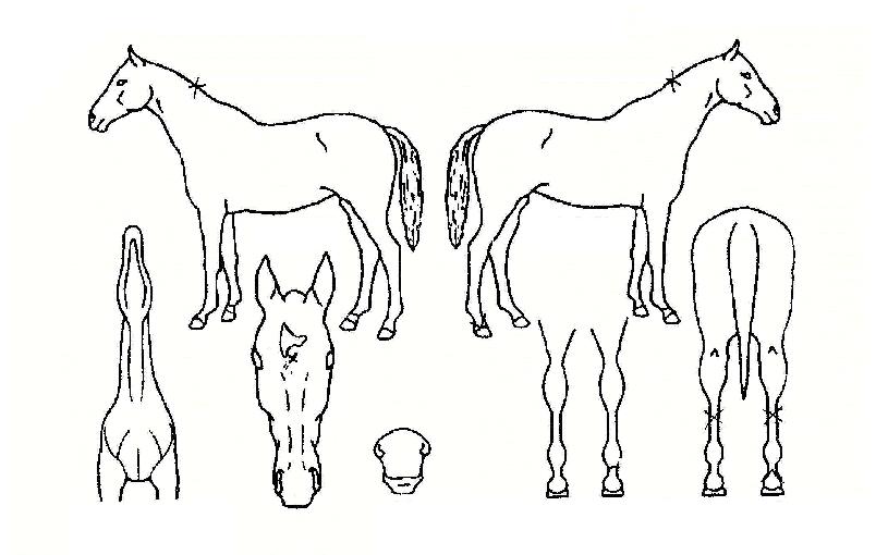 �Ӵ�Ʈ������ ����,���,�޸�,�λ�,�ٸ��� Ư¡����