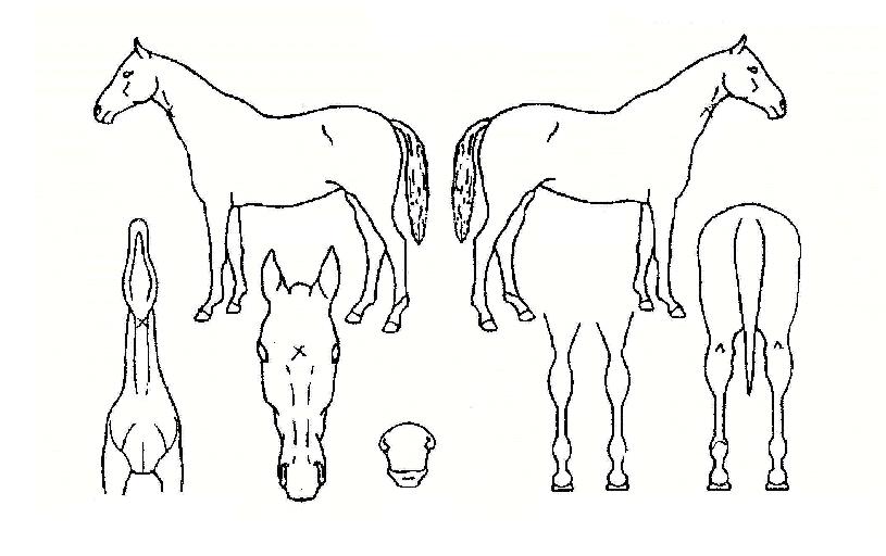 ��ƼĹ�� ����,���,�޸�,�λ�,�ٸ��� Ư¡����