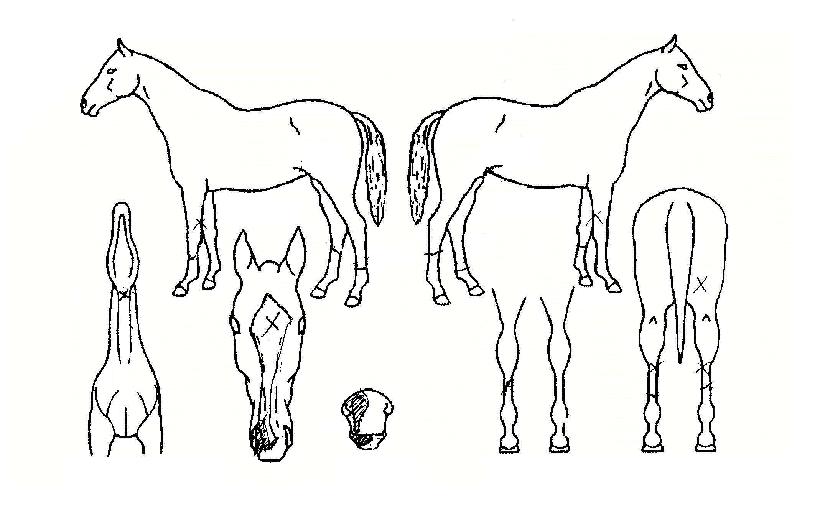 ÀÍ»çÀÌÆÃ·¯³ÊÀÇ Ãø¸é,¿ì¸é,µÞ¸é,µÎ»ó,´Ù¸®ÀÇ Æ¯Â¡µµÇØ