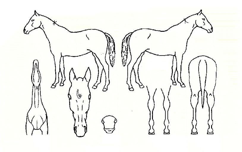 ���ູ�� ����,���,�޸�,�λ�,�ٸ��� Ư¡����