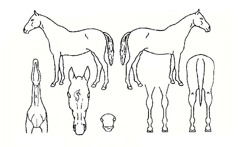 �޴Ϻ��丮�� ����,���,�޸�,�λ�,�ٸ��� Ư¡����