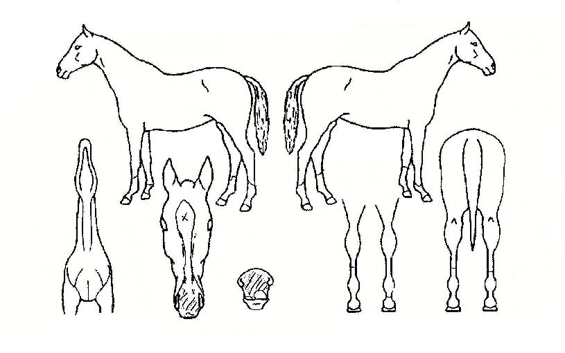 º£´©½ºÀÇ Ãø¸é,¿ì¸é,µÞ¸é,µÎ»ó,´Ù¸®ÀÇ Æ¯Â¡µµÇØ