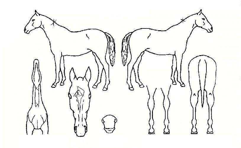 �ѳʿ��� ����,���,�޸�,�λ�,�ٸ��� Ư¡����