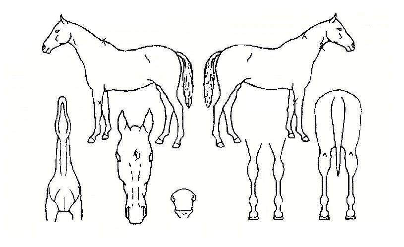 ´ë½Â´ë°¨ÀÇ Ãø¸é,¿ì¸é,µÞ¸é,µÎ»ó,´Ù¸®ÀÇ Æ¯Â¡µµÇØ