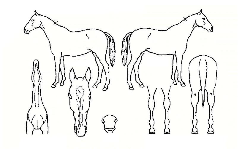 ½ºÅèÀ©µðÀÇ Ãø¸é,¿ì¸é,µÞ¸é,µÎ»ó,´Ù¸®ÀÇ Æ¯Â¡µµÇØ