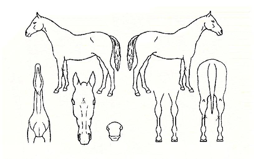 ����ŷ�� ����,���,�޸�,�λ�,�ٸ��� Ư¡����