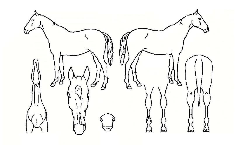 ���丮�轺�� ����,���,�޸�,�λ�,�ٸ��� Ư¡����