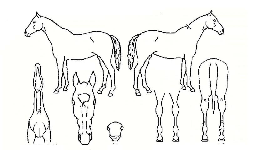 »þÀÌ´×°¶·¯ÆÛÀÇ Ãø¸é,¿ì¸é,µÞ¸é,µÎ»ó,´Ù¸®ÀÇ Æ¯Â¡µµÇØ