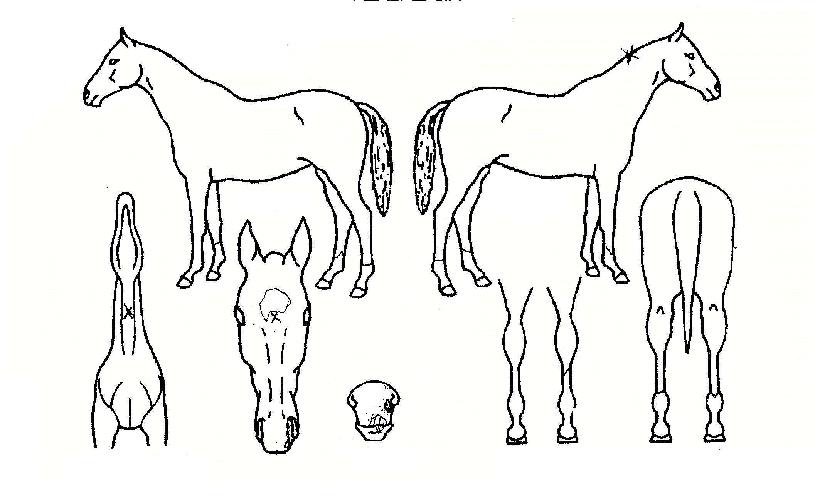 ������� ����,���,�޸�,�λ�,�ٸ��� Ư¡����