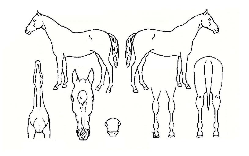 ½¦ÀÚ°ñµðÀÚ¸¶ÀÇ Ãø¸é,¿ì¸é,µÞ¸é,µÎ»ó,´Ù¸®ÀÇ Æ¯Â¡µµÇØ