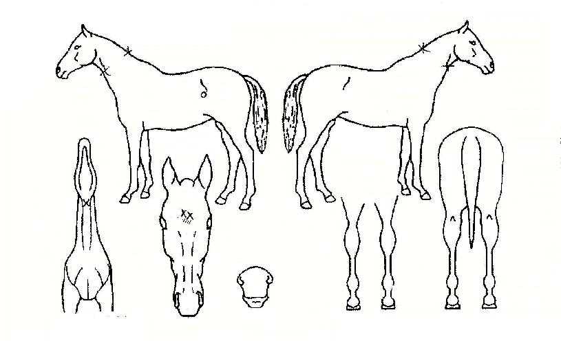 ���ܸ��ڸ��� ����,���,�޸�,�λ�,�ٸ��� Ư¡����