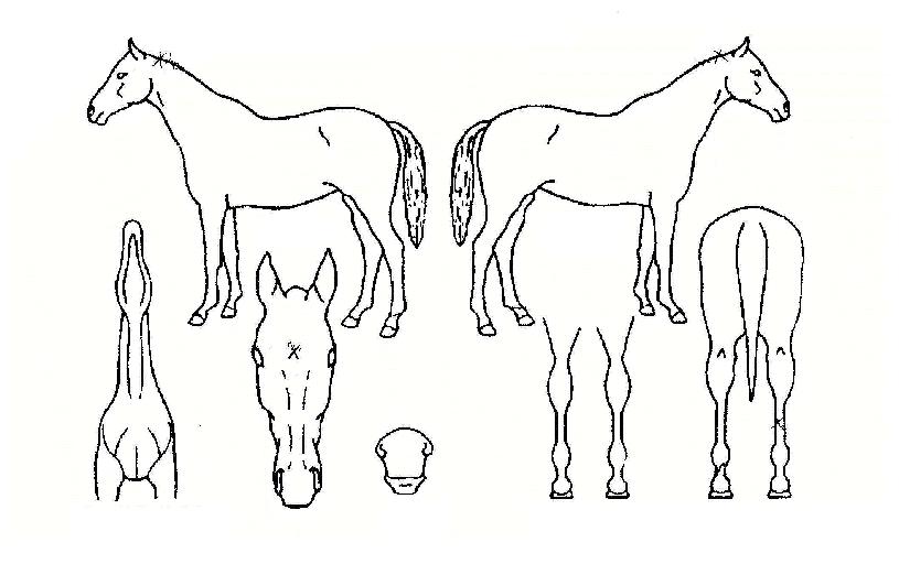 °ñµç°¶·¯ÆÛÀÇ Ãø¸é,¿ì¸é,µÞ¸é,µÎ»ó,´Ù¸®ÀÇ Æ¯Â¡µµÇØ