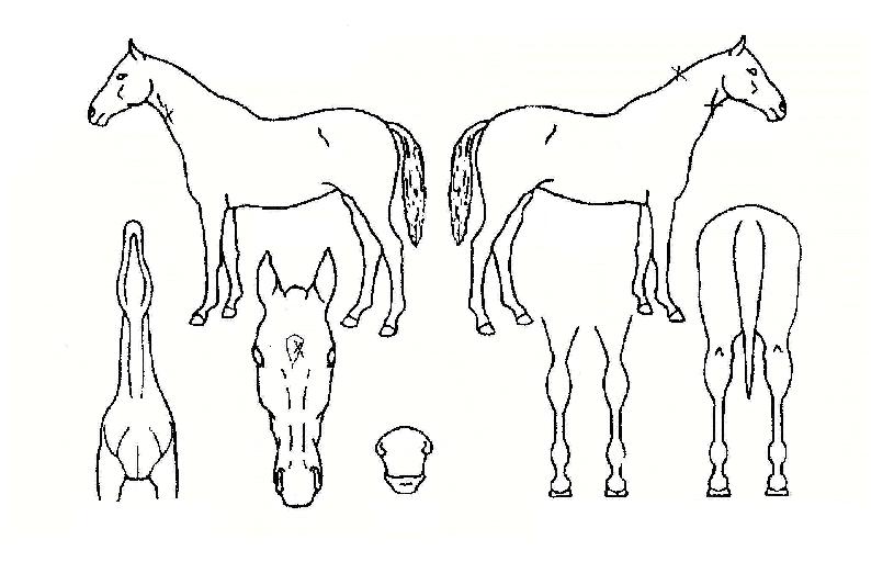 õÁöÀÎÀÚ¸¶ÀÇ Ãø¸é,¿ì¸é,µÞ¸é,µÎ»ó,´Ù¸®ÀÇ Æ¯Â¡µµÇØ