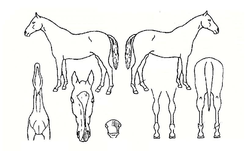 ¾È¼ºÆÄƼÀÇ Ãø¸é,¿ì¸é,µÞ¸é,µÎ»ó,´Ù¸®ÀÇ Æ¯Â¡µµÇØ