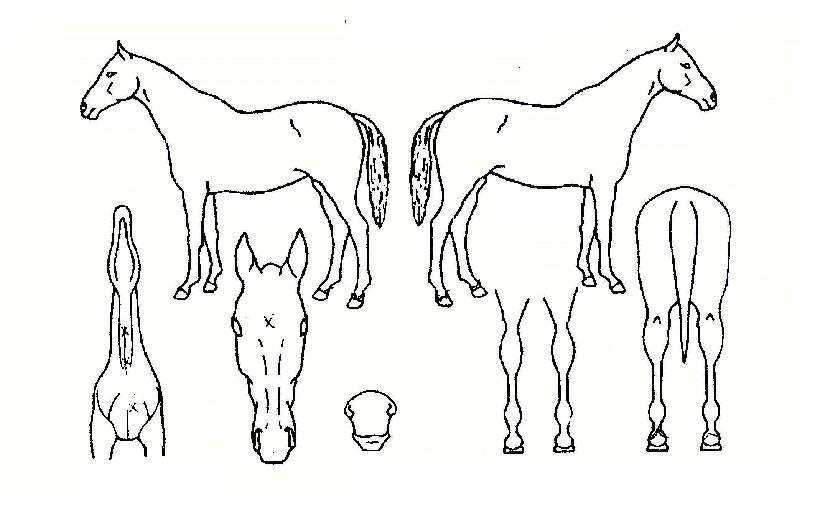 Çà¿îõÇÏÀÇ Ãø¸é,¿ì¸é,µÞ¸é,µÎ»ó,´Ù¸®ÀÇ Æ¯Â¡µµÇØ