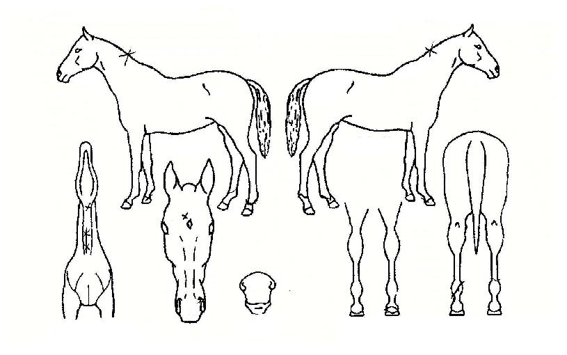 ¿¤¸®Æ®Å¬·¡½ºÀÇ Ãø¸é,¿ì¸é,µÞ¸é,µÎ»ó,´Ù¸®ÀÇ Æ¯Â¡µµÇØ