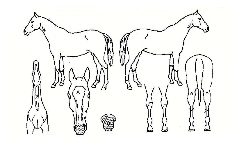 �Žù���� ����,���,�޸�,�λ�,�ٸ��� Ư¡����