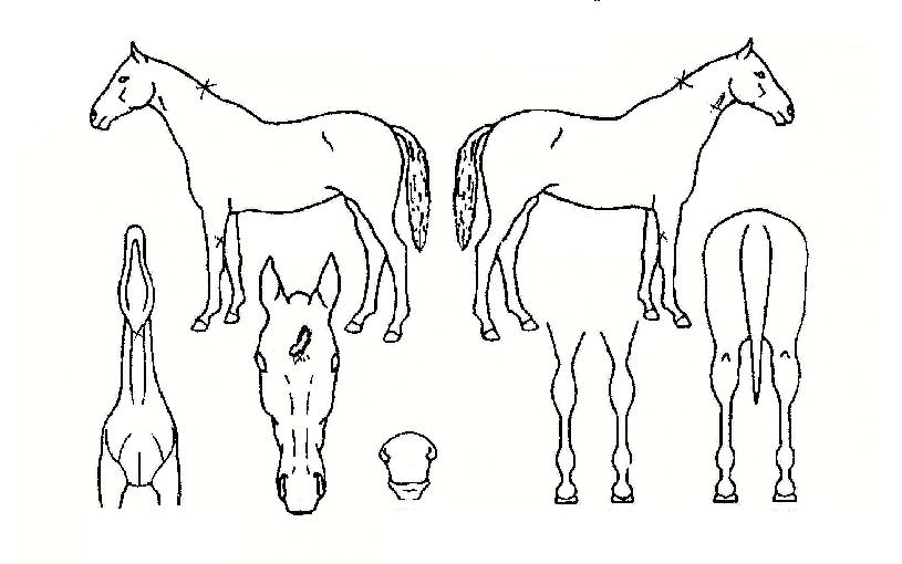 ����Ʈ�ڸ��� ����,���,�޸�,�λ�,�ٸ��� Ư¡����