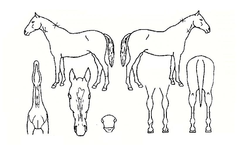 õ�غ���� ����,���,�޸�,�λ�,�ٸ��� Ư¡����