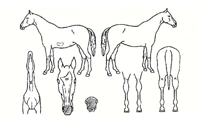 �����̴��� ����,���,�޸�,�λ�,�ٸ��� Ư¡����