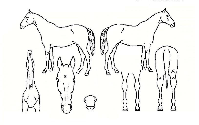 ºÒÆÐ°ÀÚÀÇ Ãø¸é,¿ì¸é,µÞ¸é,µÎ»ó,´Ù¸®ÀÇ Æ¯Â¡µµÇØ