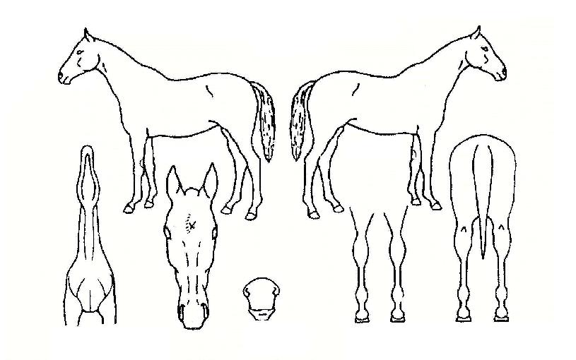 �Ѱ�Ư���� ����,���,�޸�,�λ�,�ٸ��� Ư¡����