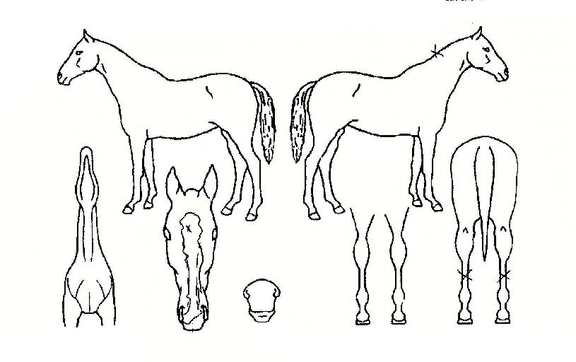 ºòÅÍÅ·ÀÇ Ãø¸é,¿ì¸é,µÞ¸é,µÎ»ó,´Ù¸®ÀÇ Æ¯Â¡µµÇØ