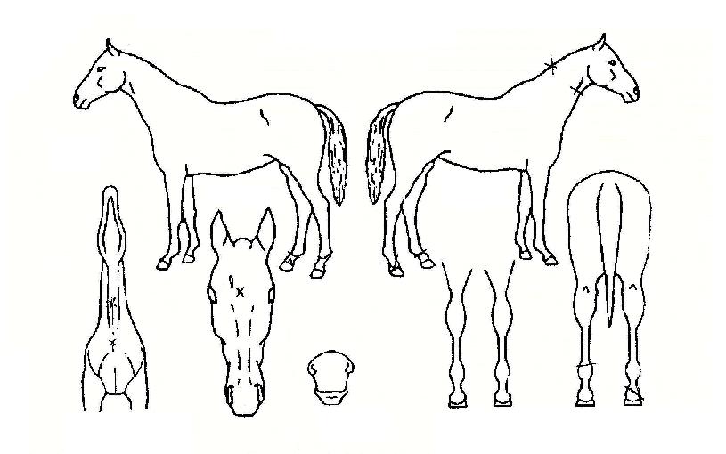 �����Է��� ����,���,�޸�,�λ�,�ٸ��� Ư¡����