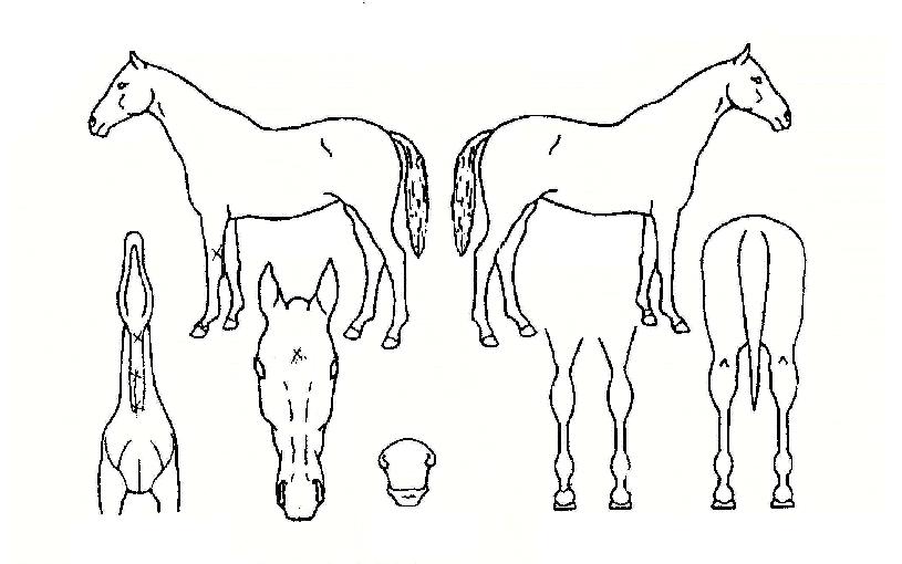 ½º¸¶Æ®·ÎÁîÀÇ Ãø¸é,¿ì¸é,µÞ¸é,µÎ»ó,´Ù¸®ÀÇ Æ¯Â¡µµÇØ