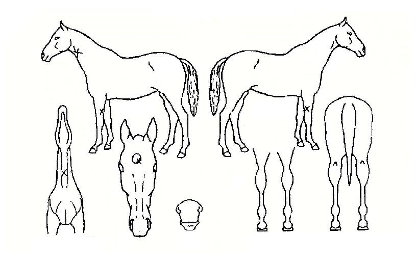 ±×·£µåÀ©ÀÇ Ãø¸é,¿ì¸é,µÞ¸é,µÎ»ó,´Ù¸®ÀÇ Æ¯Â¡µµÇØ