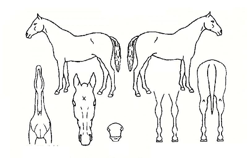 ÇÎÅ©ÆÒ´õÀÇ Ãø¸é,¿ì¸é,µÞ¸é,µÎ»ó,´Ù¸®ÀÇ Æ¯Â¡µµÇØ