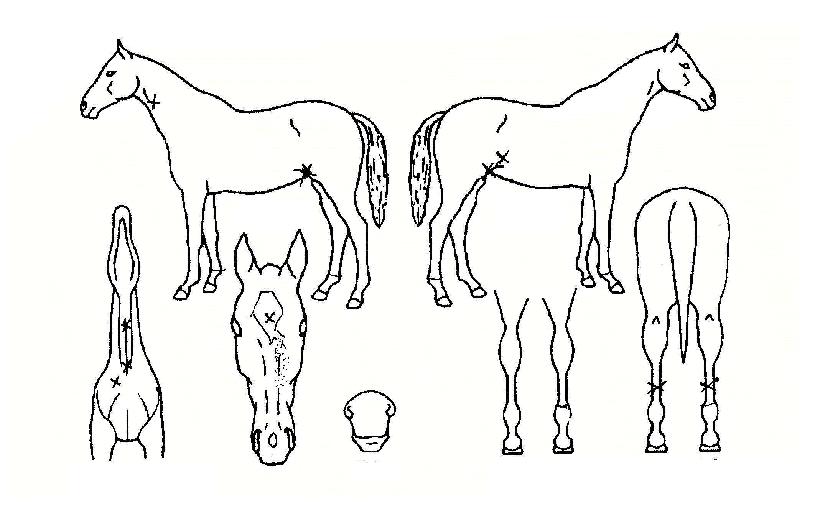 ¿ë¿Õ½ºÇÁ¸°Æ®ÀÇ Ãø¸é,¿ì¸é,µÞ¸é,µÎ»ó,´Ù¸®ÀÇ Æ¯Â¡µµÇØ